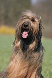 BRIARD 239